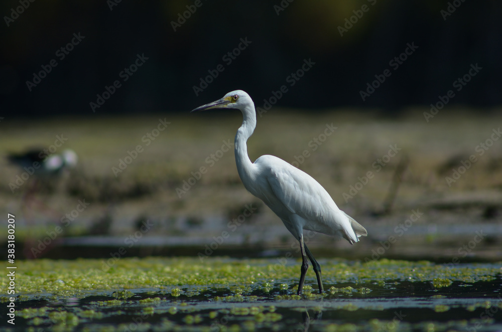 Naklejka premium Little Egret ( Egretta Garzetta ) on water with nature backgroun