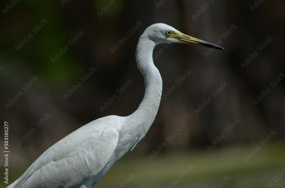 Little Egret ( Egretta Garzetta ) on water with nature backgroun Little Egret ( Egretta Garzetta ) on water with nature backgroun