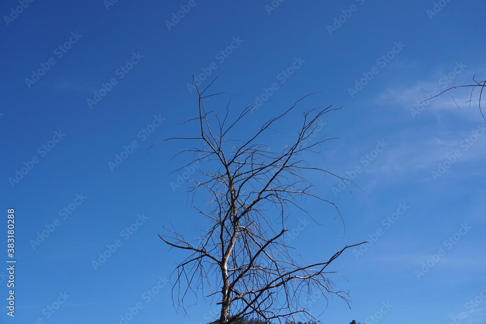 Beautiful tree and branches photography under the blue sky. Wallpaper Beautiful tree and branches photography under the blue sky. Wallpaper