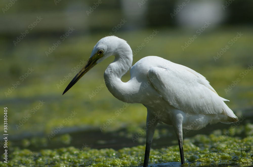 Little Egret ( Egretta Garzetta ) on water with nature backgroun Little Egret ( Egretta Garzetta ) on water with nature backgroun