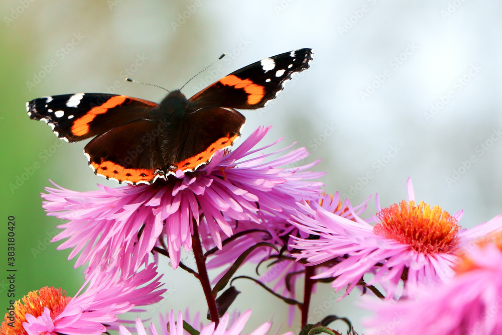 Obraz premium A butterfly on flowers. Purple aster. A flower of aster. Flower in garden. Autumn flowers