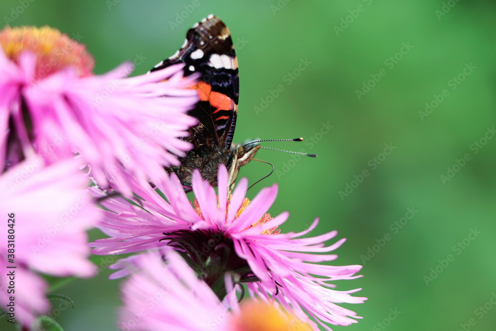 A butterfly on flowers. Purple aster. A flower of aster. Flower in garden. Autumn flowers A butterfly on flowers. Purple aster. A flower of aster. Flower in garden. Autumn flowers