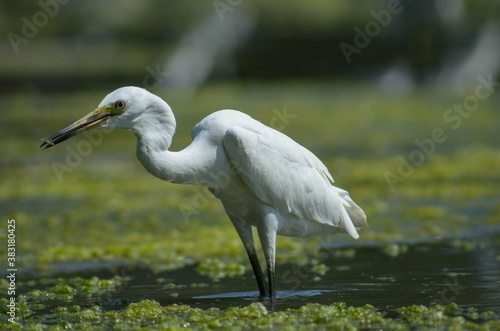 Little Egret ( Egretta Garzetta ) on water with nature backgroun