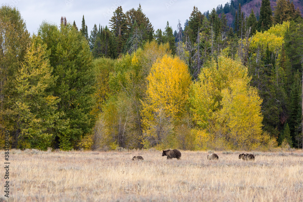 The famous Grizzly Bear 399 and her cubs grazing in a field amidst the fall colors in Grand Teton National Park (Wyoming). The famous Grizzly Bear 399 and her cubs grazing in a field amidst the fall colors in Grand Teton National Park (Wyoming).
