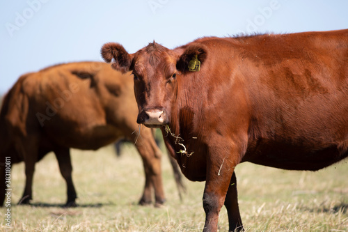 angus en el campo