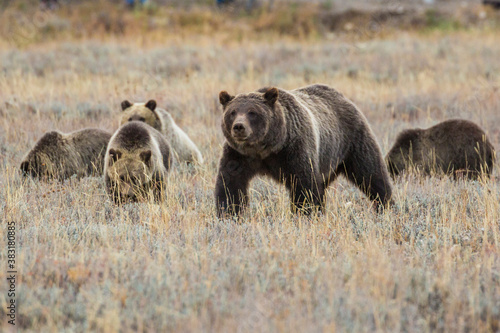 The famous grizzly bear 399 roaming in a field in Grand Teton National Park in Wyoming. © Patrick