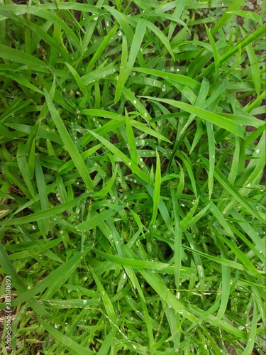 grass