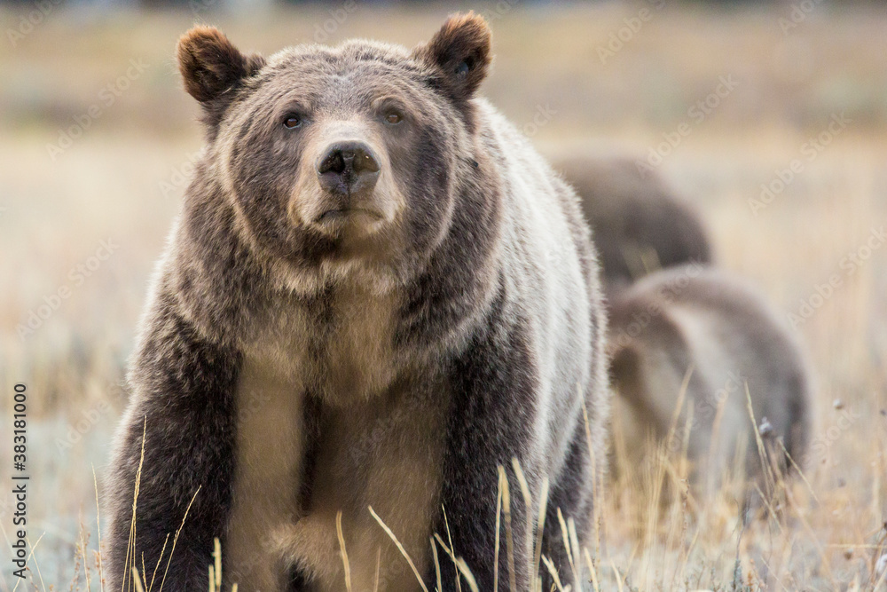 The famous grizzly bear 399 roaming in a field in Grand Teton National Park in Wyoming.