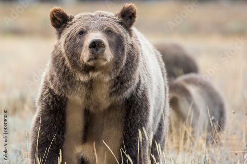 Obraz na płótnie The famous grizzly bear 399 roaming in a field in Grand Teton National Park in Wyoming. w salonie
