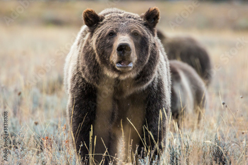 The famous grizzly bear 399 roaming in a field in Grand Teton National Park in Wyoming.  photo