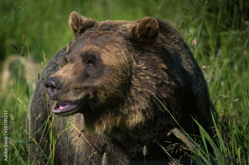 Bear in the wild