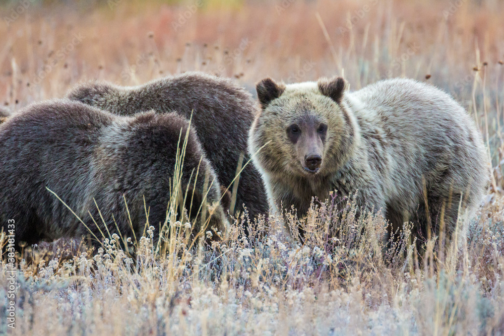 The famous grizzly bear 399 roaming in a field in Grand Teton National Park in Wyoming. The famous grizzly bear 399 roaming in a field in Grand Teton National Park in Wyoming.