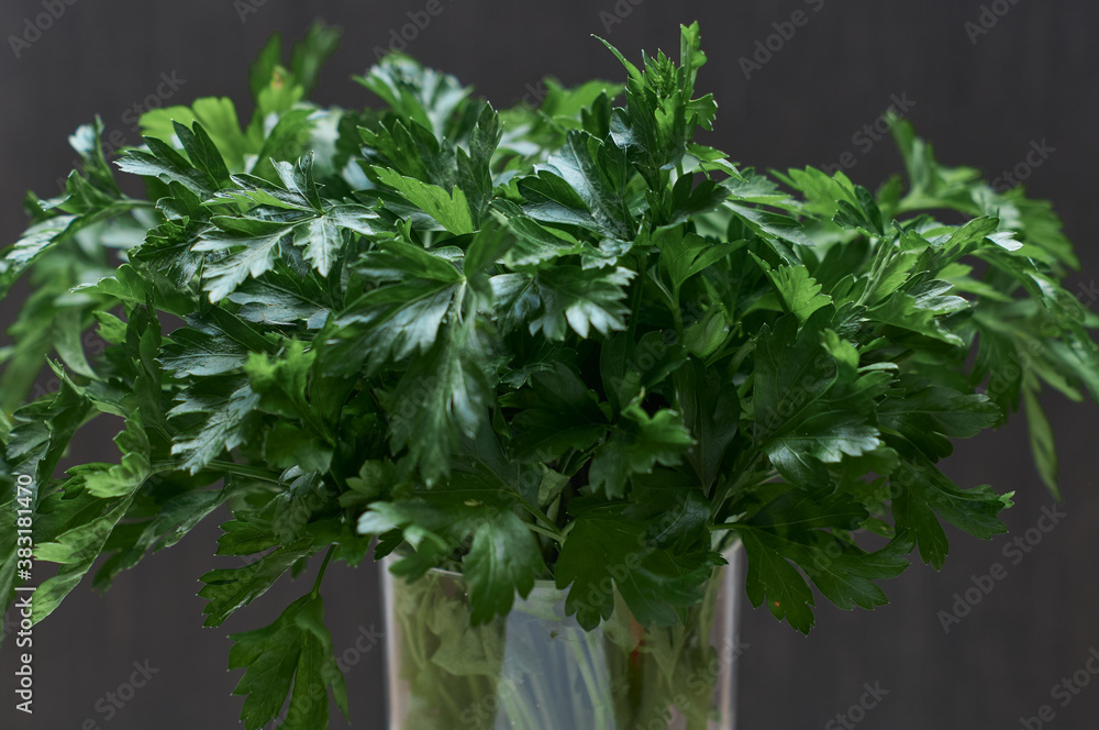 a bunch of parsley from the garden on a dark background a bunch of parsley from the garden on a dark background