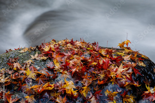 渓流と落葉