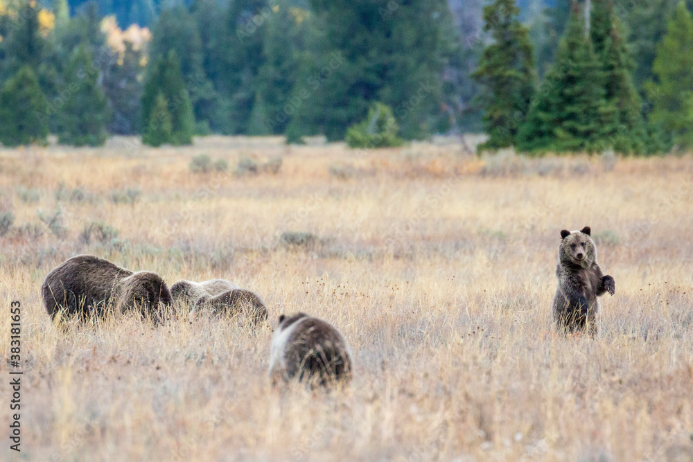 The famous grizzly bear 399 roaming in a field in Grand Teton National Park in Wyoming. 