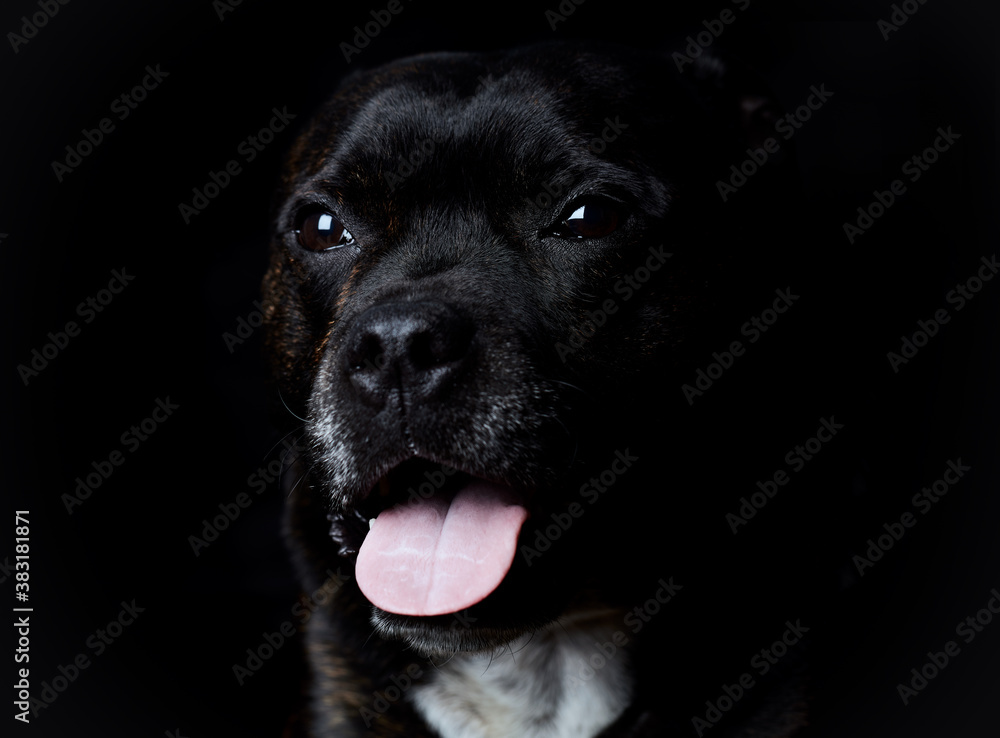 Staffordshire Bull Terrier dog on a black background. Close up. Staffordshire Bull Terrier dog on a black background. Close up.