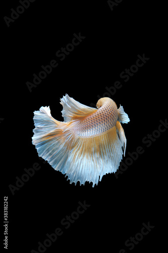 The moving moment beautiful of betta fish on black background © halimqdn
