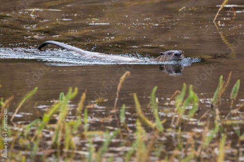 Wild river otters swimming around and catching fish in a pond in Grand Teton National Park (Wyoming). © Patrick