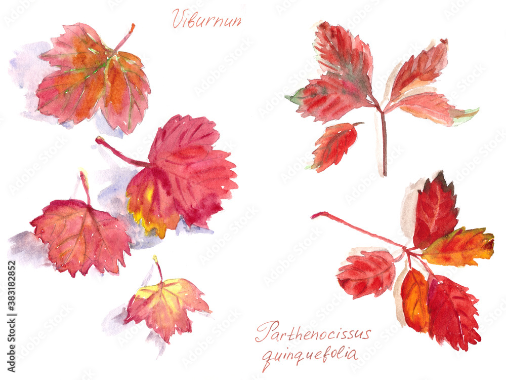 set of autumn leaves, watercolor on a white background, Viburnum and Virginia creeper inscriptions in english and latin set of autumn leaves, watercolor on a white background, Viburnum and Virginia creeper inscriptions in english and latin