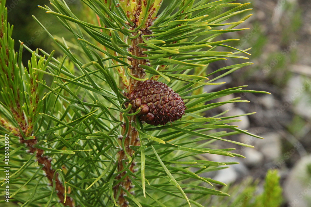 Lodgepole Pine (Pinus contorta) cone on a tree in Beartooth Mountains, Montana Lodgepole Pine (Pinus contorta) cone on a tree in Beartooth Mountains, Montana