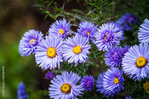 Blue aster flower blooming in the garden. Selective focus. Shallow depth of field.