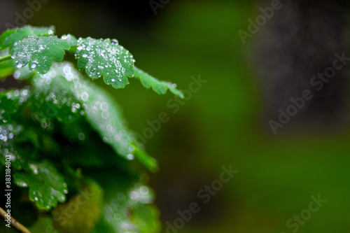 water drops on a leaf