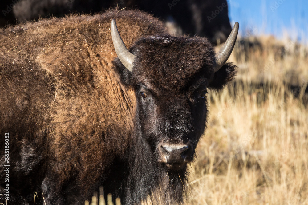 A wild bison staring at the camera in Yellowstone National Park's Lamar Valley (Wyoming).