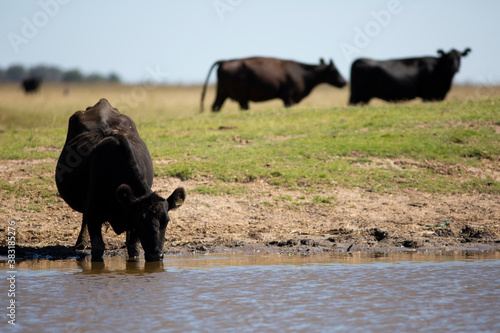 Wallpaper Mural angus en el campo Torontodigital.ca