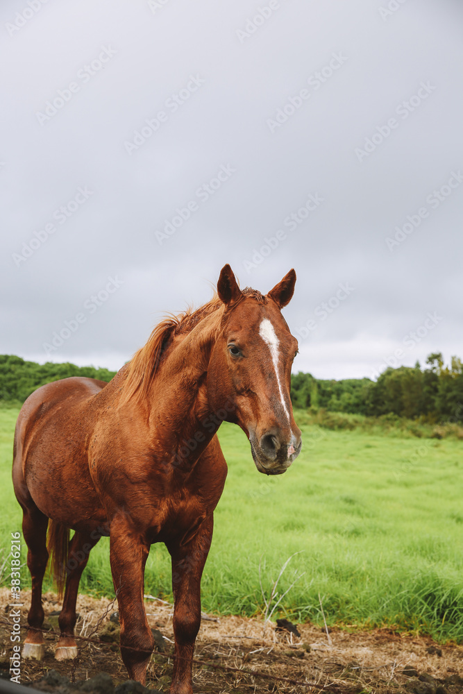 Horse in the pasture, South Point , Hawaii Horse in the pasture, South Point , Hawaii