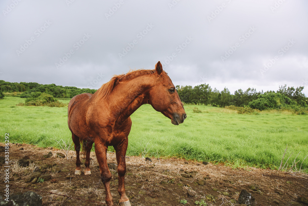 Fototapeta premium Horse in the pasture, South Point , Hawaii