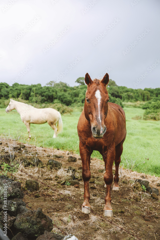 Horse in the pasture, South Point , Hawaii
