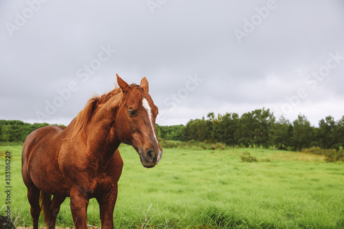 Horse in the pasture, South Point , Hawaii