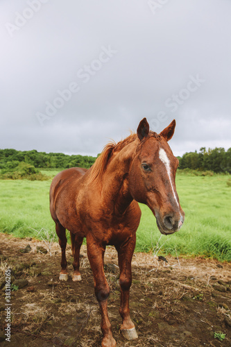 Horse in the pasture, South Point , Hawaii © youli