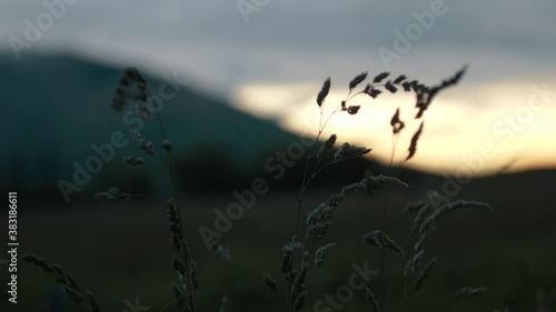Wheat grass closeup in front of large mountain at dusk