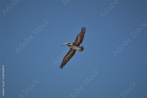 the bird in the blue sky fliying  