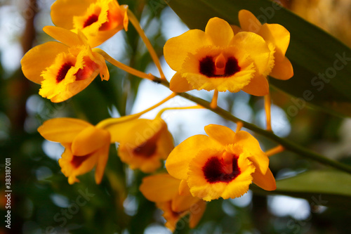 Orquídea