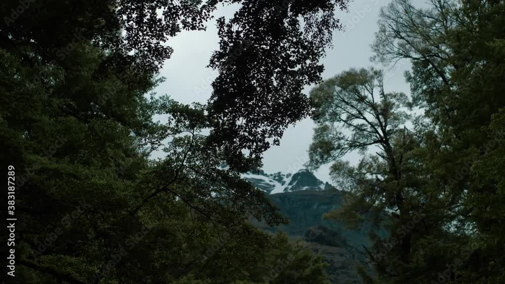 Tree branches moving overhead in front of mountain Tree branches moving overhead in front of mountain