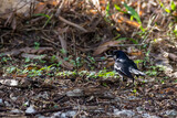 closeup shot of a oriental magpie robin