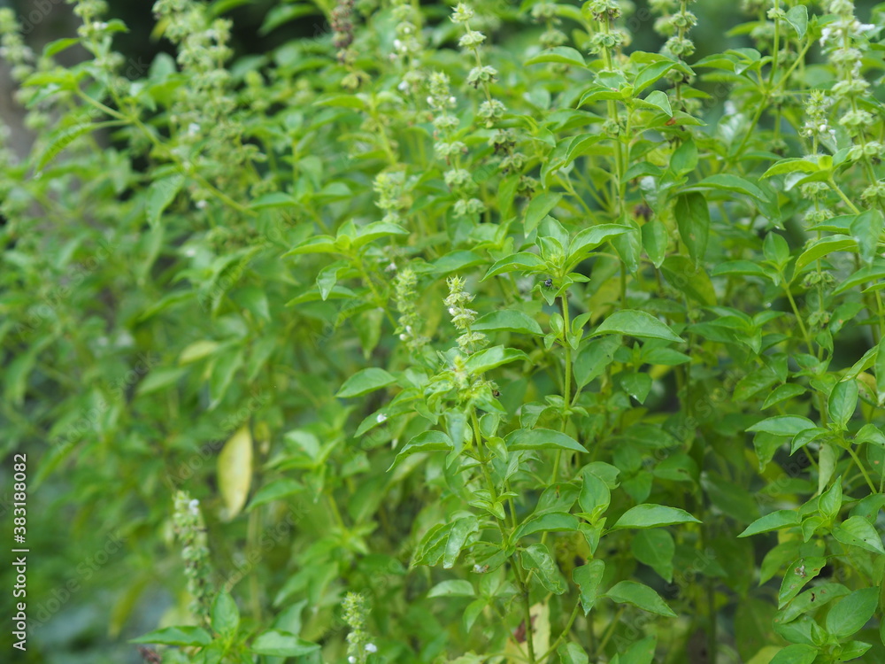 Lemon basil or maenglak has undertones of lemon in scent and taste green leaves with flower blooming in garden nature background, Thai vegetable food Lemon basil or maenglak has undertones of lemon in scent and taste green leaves with flower blooming in garden nature background, Thai vegetable food