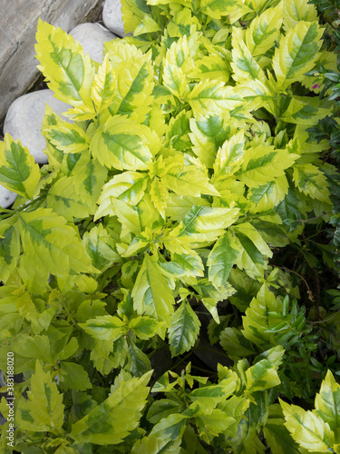 Plantas con hojas verdes iresine herbstii acuminata. Aire libre