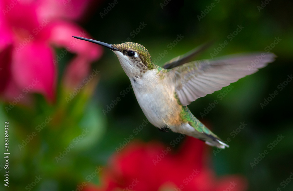 Fototapeta premium Beautiful ruby-throated hummingbird female flying 
