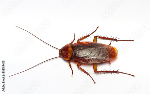 Close up Cockroaches isolated on white background