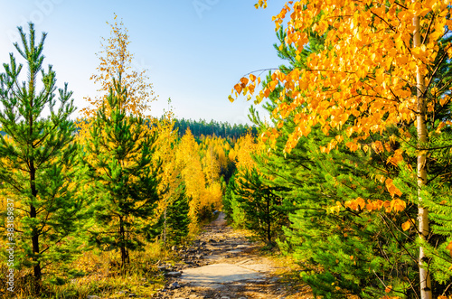 Fototapeta Naklejka Na Ścianę i Meble -  Forest of pines and birches in autumn.