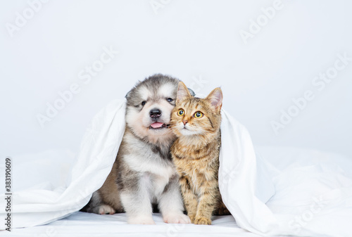 Malamute puppy and cute tabby kitten sit together on the bed covered with a blanket. Light white tonality