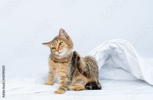 Tabby kitten scratches itself while sitting at home on the bed. Itching problems in pets