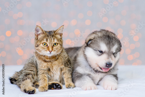 A cute fluffy malamute puppy lies next to a tabby kitten on a background of christmas lights and looks into the camera