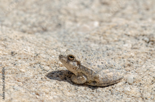 Canyon Treefrog (Hyla arenicolor) camoflauged on rocks