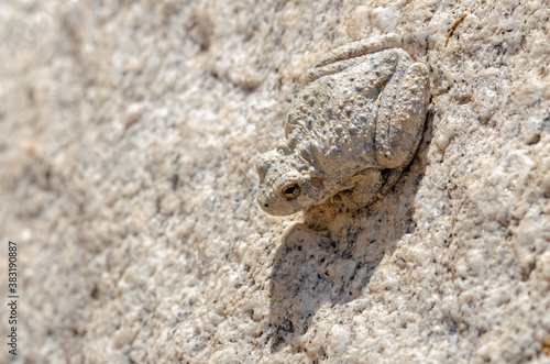 Canyon Treefrog  Hyla arenicolor  camoflauged on rocks