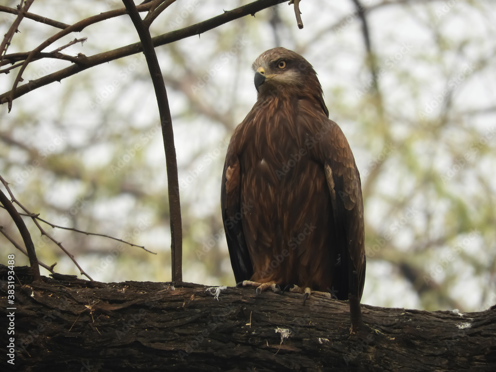 An eagle sitting on a tree branch An eagle sitting on a tree branch