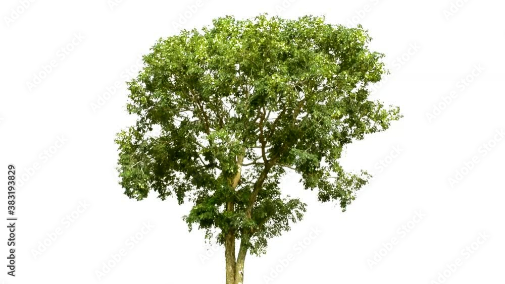 Large trees with edible fruits are completely separated from the white background. Large trees with edible fruits are completely separated from the white background.